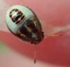 Piezodorus lituratus